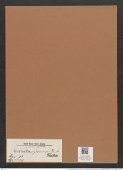 Surirella ceylanensis Lend.-Fortm. (de-Toni-Nr.: Genus 53, Species 2277) Zeichnungen Sammlung Grunow Mappe 02490 (Herbarium_W_Grunow_drawings_Folder_02490)